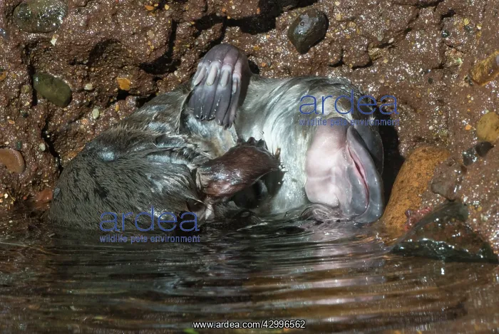 : Platypus male scratching beside pool grooming its : Platypus male scratching beside pool grooming its