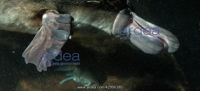 : Platypus male underwater chewing prey showing webbed : Platypus male underwater chewing prey showing webbed