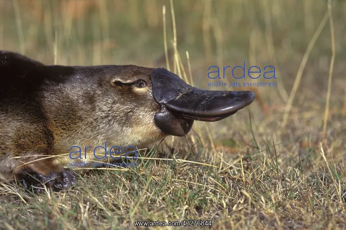 : Platypus (Ornithorhynchus anatinus) Close up of : Platypus (Ornithorhynchus anatinus) Close up of