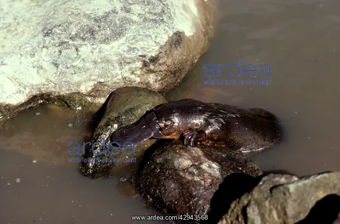 : Platypus (Ornithorhynchus anatinus) crawling over : Platypus (Ornithorhynchus anatinus) crawling over