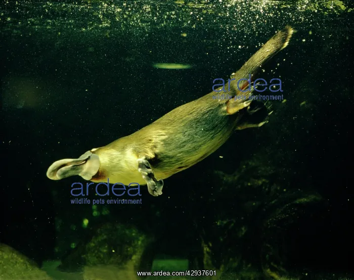: Platypus (Ornithorhynchus anatinus) underwater. Australia : Platypus (Ornithorhynchus anatinus) underwater. Australia