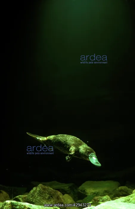 : Platypus (Ornithorhynchus anatinus) under water : Platypus (Ornithorhynchus anatinus) under water