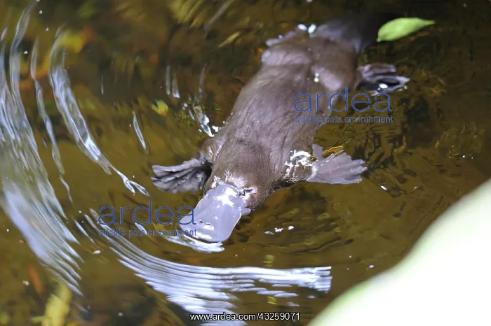 : Platypus (Ornithorhynchus anatinus) in water, Tasmania : Platypus (Ornithorhynchus anatinus) in water, Tasmania