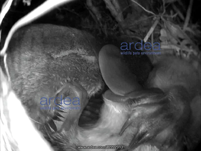 : Platypus - platypus pup nuzzling mum for food : Platypus - platypus pup nuzzling mum for food