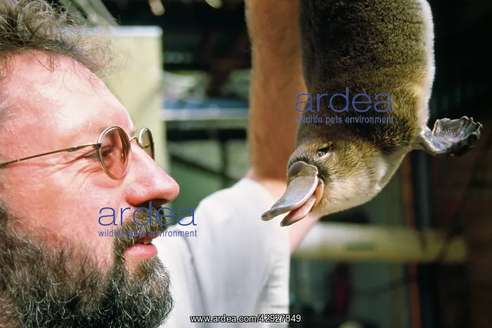 : Platypus research - scientist with Mackenzie - newborn : Platypus research - scientist with Mackenzie - newborn