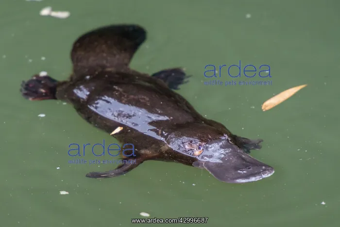 : Platypus resting while feeding on surface : Platypus resting while feeding on surface