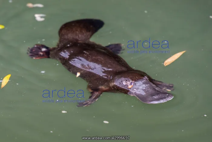 : Platypus resting while feeding on surface : Platypus resting while feeding on surface