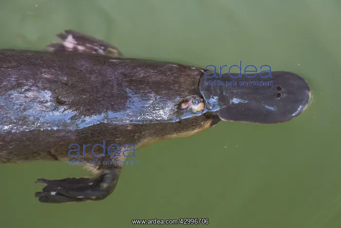 : Platypus resting while feeding on surface : Platypus resting while feeding on surface