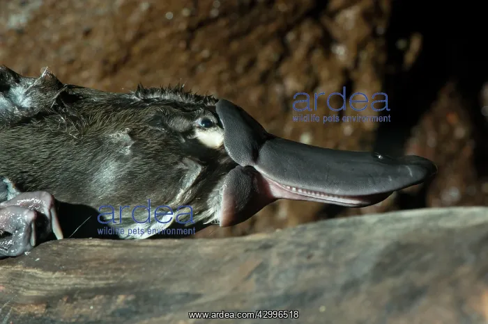 : Platypus resting on log side angle showing grinding : Platypus resting on log side angle showing grinding