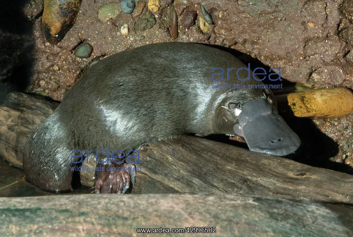 : Platypus resting on surface on log between dives : Platypus resting on surface on log between dives