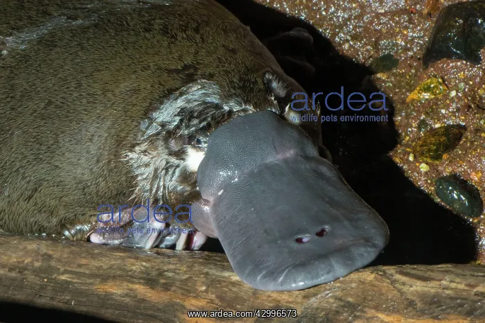 : Platypus resting on surface on log between dives : Platypus resting on surface on log between dives