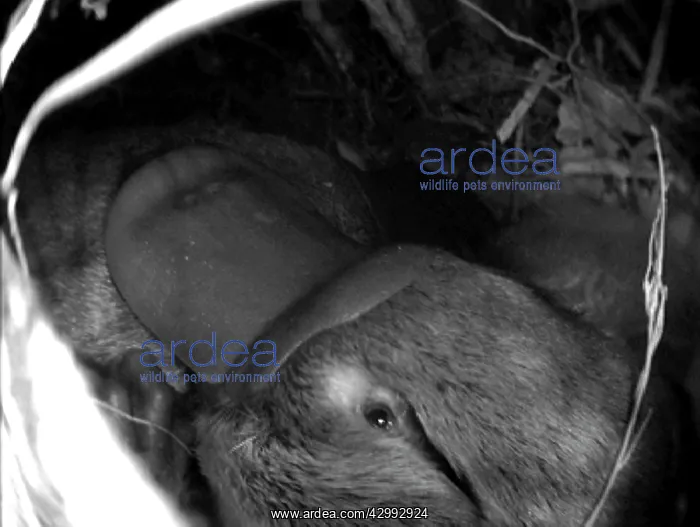 : Platypus - shows baby platypus in nest snuggled up to mum : Platypus - shows baby platypus in nest snuggled up to mum