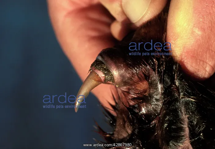 : Platypus - Spur, hollow, connected to a venom gland : Platypus - Spur, hollow, connected to a venom gland