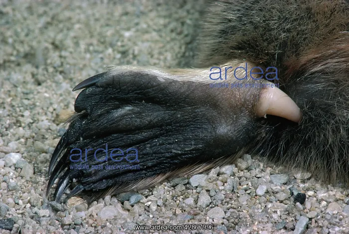: Platypus - spur, hollow, connected to a venom gland : Platypus - spur, hollow, connected to a venom gland