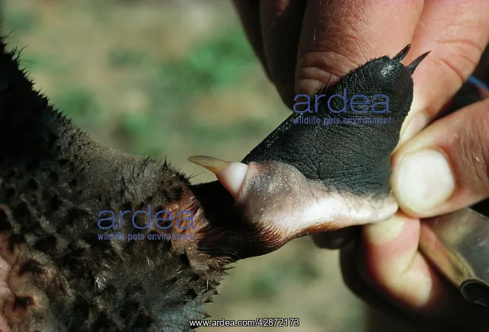 : Platypus - Spur, hollow, connected to a venom gland : Platypus - Spur, hollow, connected to a venom gland