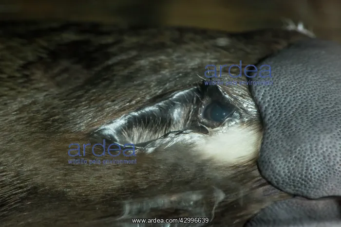 : Platypus on surface resting cu eye and bill showing : Platypus on surface resting cu eye and bill showing