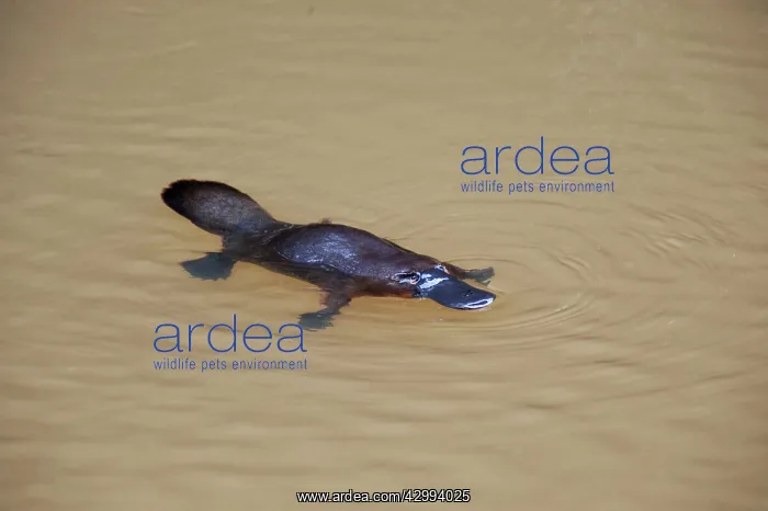 : Platypus - surfacing to breathe : Platypus - surfacing to breathe