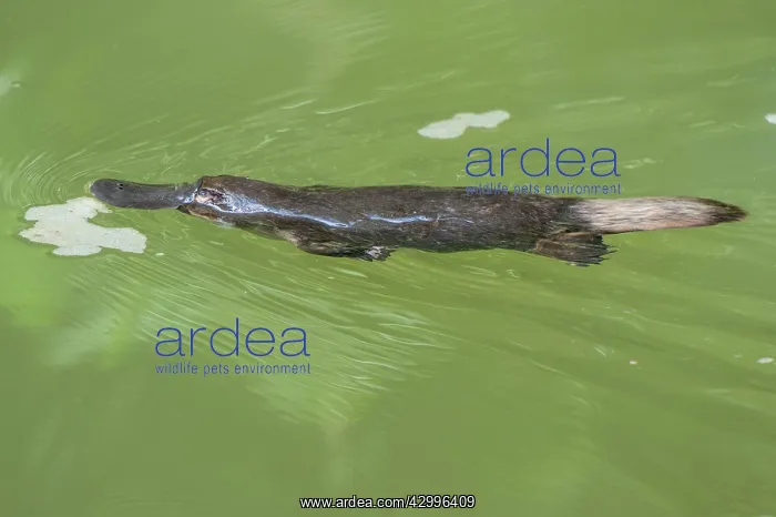 : Platypus swimming showing characteristic bow wave : Platypus swimming showing characteristic bow wave