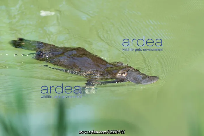 : Platypus swimming showing characteristic bow wave : Platypus swimming showing characteristic bow wave