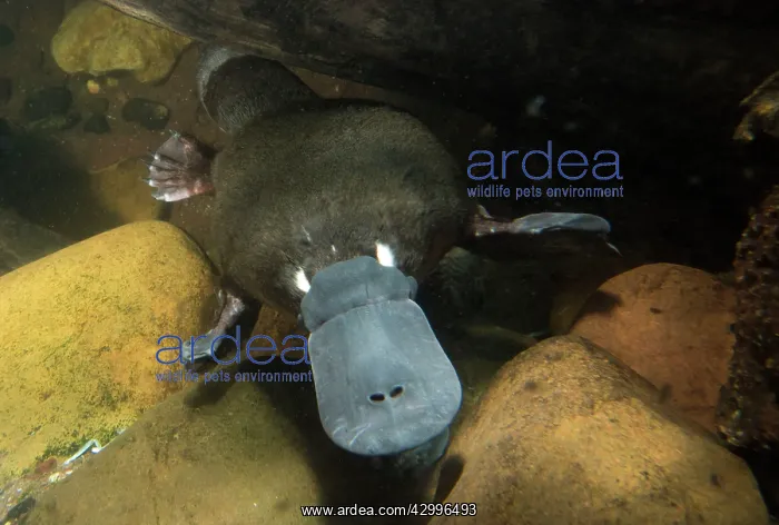 : Platypus swimming underwater hunting prey captive : Platypus swimming underwater hunting prey captive