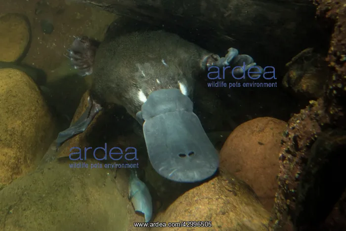 : Platypus swimming underwater hunting prey captive : Platypus swimming underwater hunting prey captive