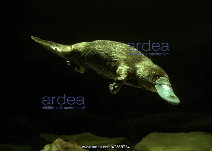 : Platypus Underwater : Platypus Underwater