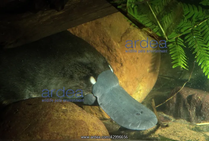: Platypus underwater resting wedged under log male : Platypus underwater resting wedged under log male