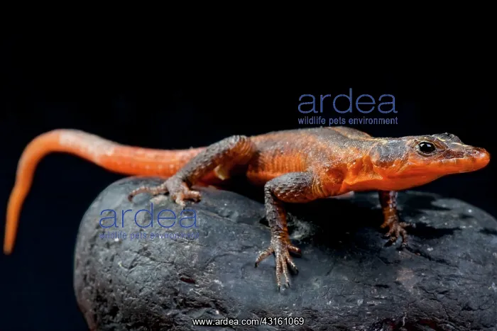  : Platysaurus janssoni, Red Rock lizard, Botswana