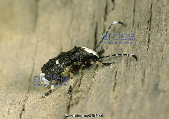 : Platystomus albinosus : Platystomus albinosus