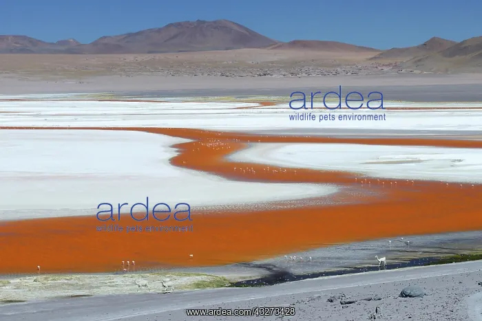 : Play of colours of Laguna Colorada with flamingos : Play of colours of Laguna Colorada with flamingos