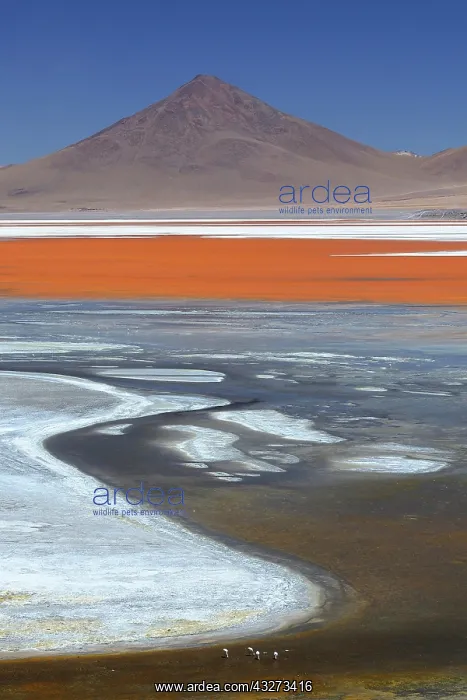 : Play of colours of the Laguna Colorada, Reserva : Play of colours of the Laguna Colorada, Reserva