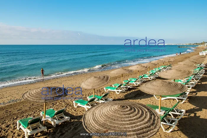 : Playa de la Fontanilla beach, Marbella, Costa Del Sol, Spain : Playa de la Fontanilla beach, Marbella, Costa Del Sol, Spain