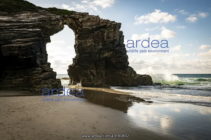: Playa de las Catedrales, Galicia, Spain : Playa de las Catedrales, Galicia, Spain
