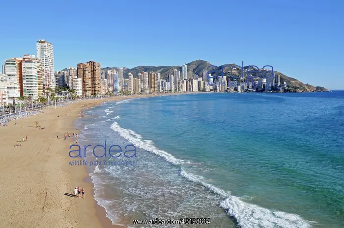 : Playa de Levante Beach and high-rise buildings : Playa de Levante Beach and high-rise buildings