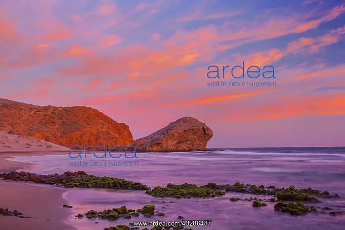 : Playa de Monsul - sandy beach of Playa de Monsul : Playa de Monsul - sandy beach of Playa de Monsul