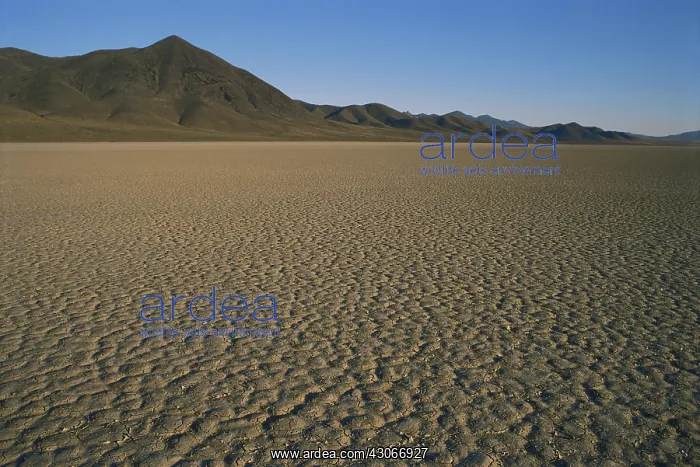 : Playa in Nevada : Playa in Nevada