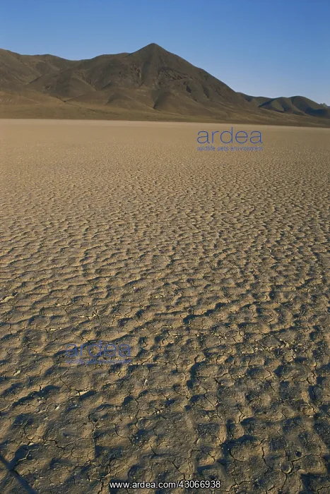  : Playa in Nevada