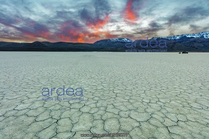 : Playa at sunset with Steen Mountain on the Alvord : Playa at sunset with Steen Mountain on the Alvord