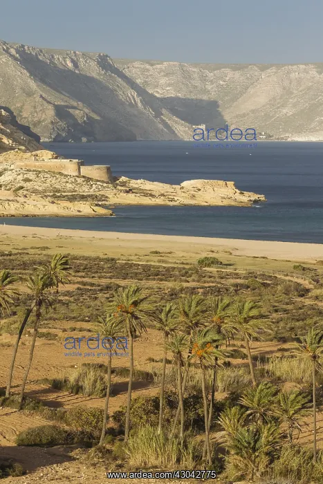 : The Playazo beach with palm trees and the San Ramon : The Playazo beach with palm trees and the San Ramon
