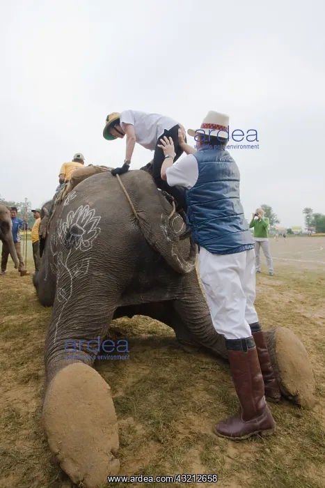 : Player on Elephant at the World Elephant Polo Terai Nepal : Player on Elephant at the World Elephant Polo Terai Nepal