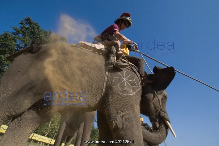 : Player on Elephant at the World Elephant Polo Terai Nepal : Player on Elephant at the World Elephant Polo Terai Nepal
