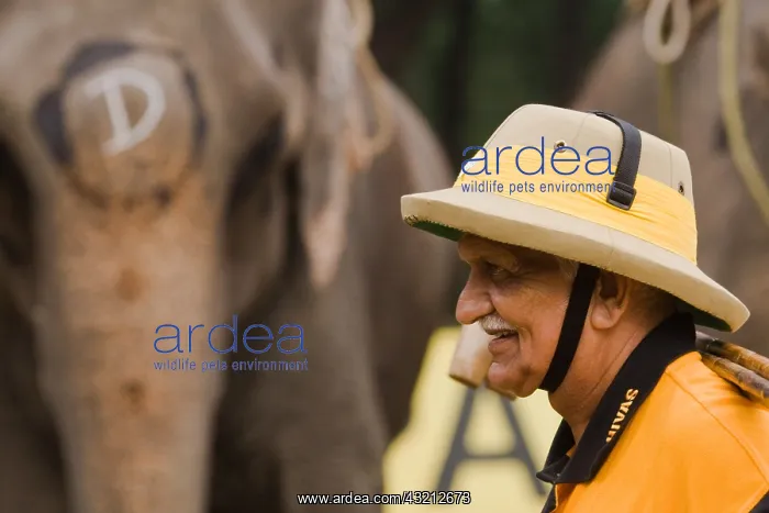 : Player and Elephant at the World Elephant Polo Terai Nepal : Player and Elephant at the World Elephant Polo Terai Nepal