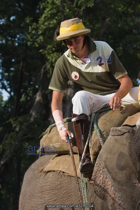 : Player on Elephant at the World Elephant Polo Terai Nepal : Player on Elephant at the World Elephant Polo Terai Nepal
