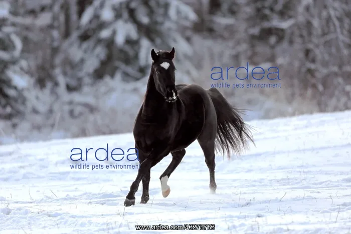 : Playful black Arabian Horse running in field on : Playful black Arabian Horse running in field on