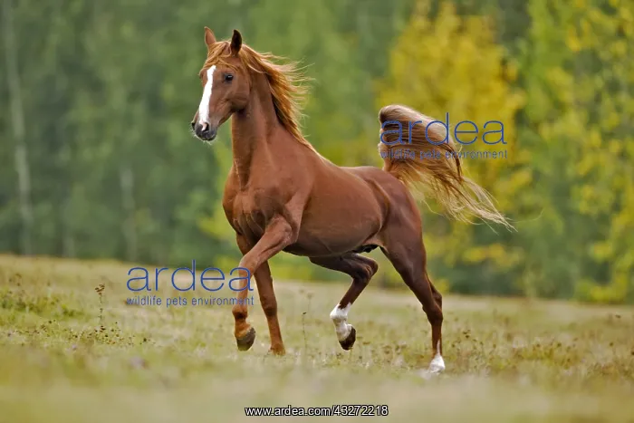 : Playful Chestnut Arabian Stallion trotting in field : Playful Chestnut Arabian Stallion trotting in field