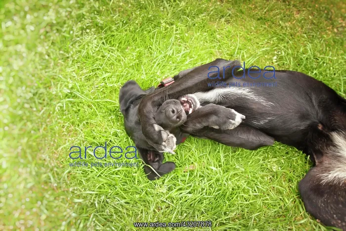: Playful mixed breed hound : Playful mixed breed hound