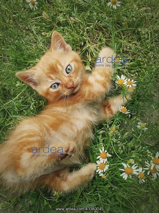 : Playful orange kitten lying down on a green grass : Playful orange kitten lying down on a green grass