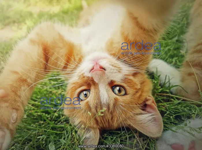 : Playful orange kitten lying upside down on the green : Playful orange kitten lying upside down on the green