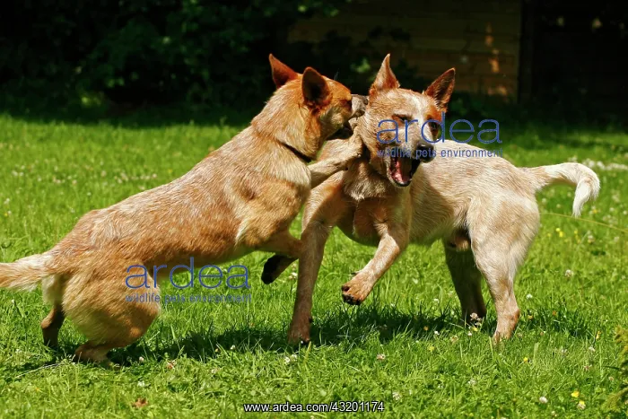 : Two playing Australian Cattle Dogs : Two playing Australian Cattle Dogs