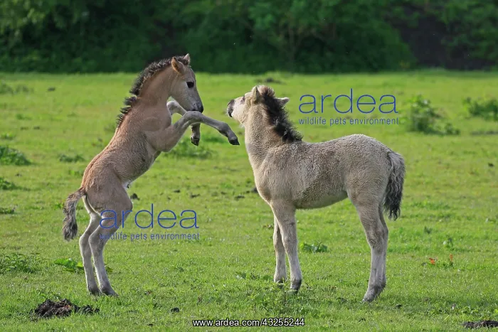 : Playing foals, Koniks in the Oostvaardersplassen : Playing foals, Koniks in the Oostvaardersplassen
